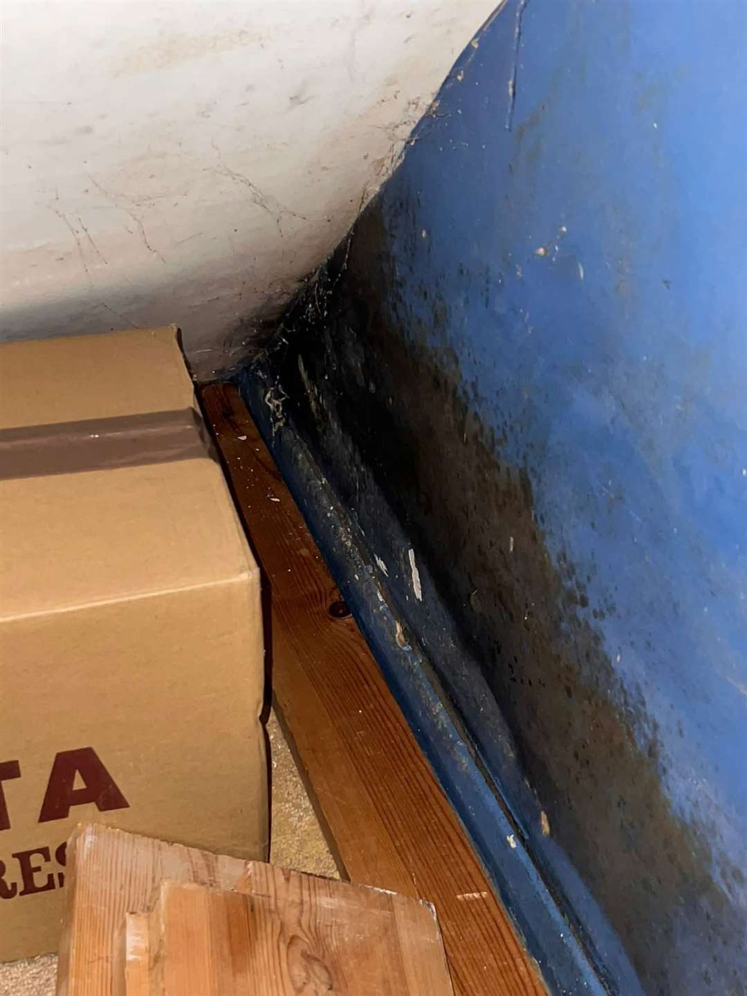 Black mould