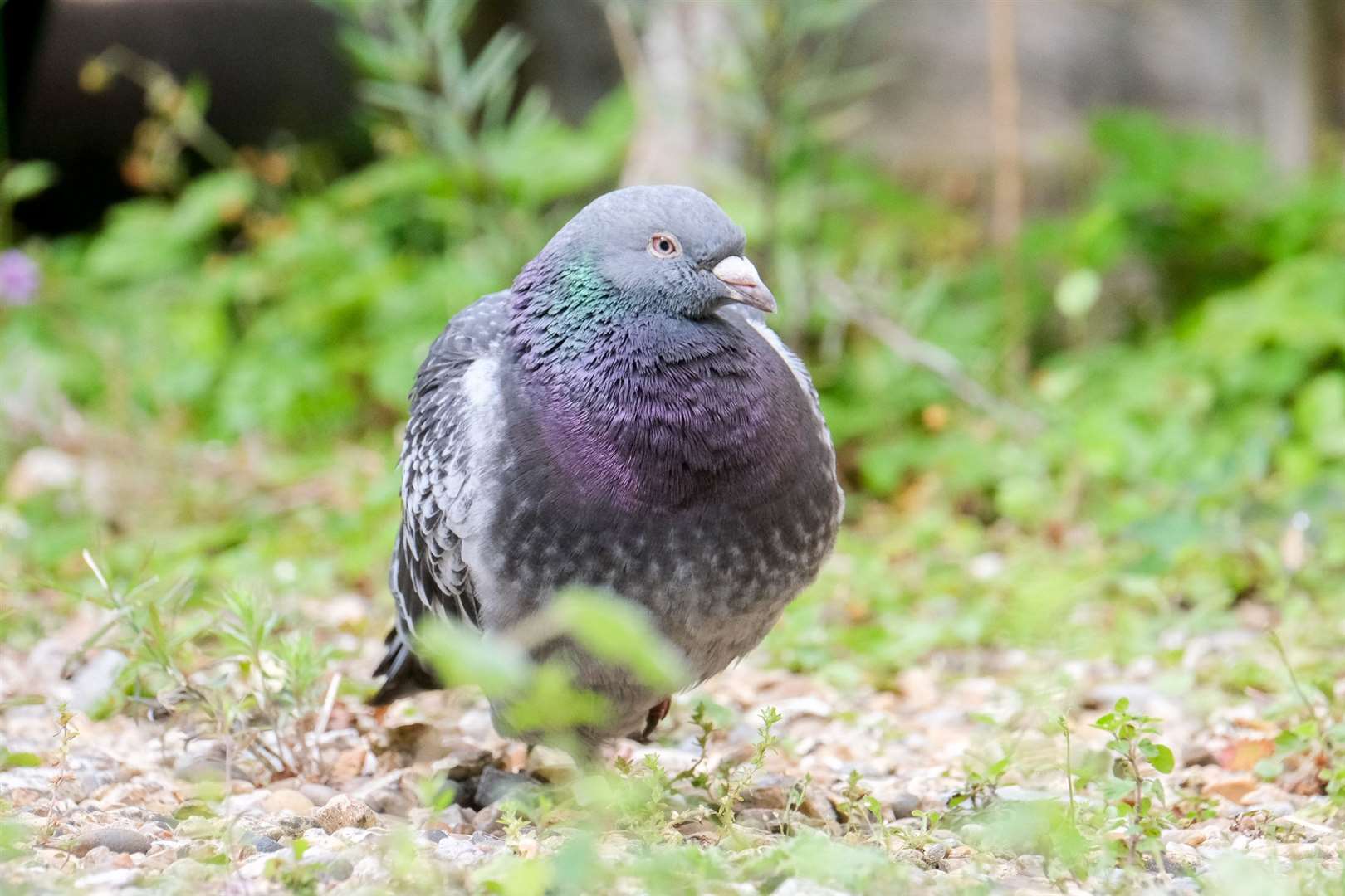 This pigeon has put on a bit of weight since being found in Woolton Hill this week. Ref: 26-0521a