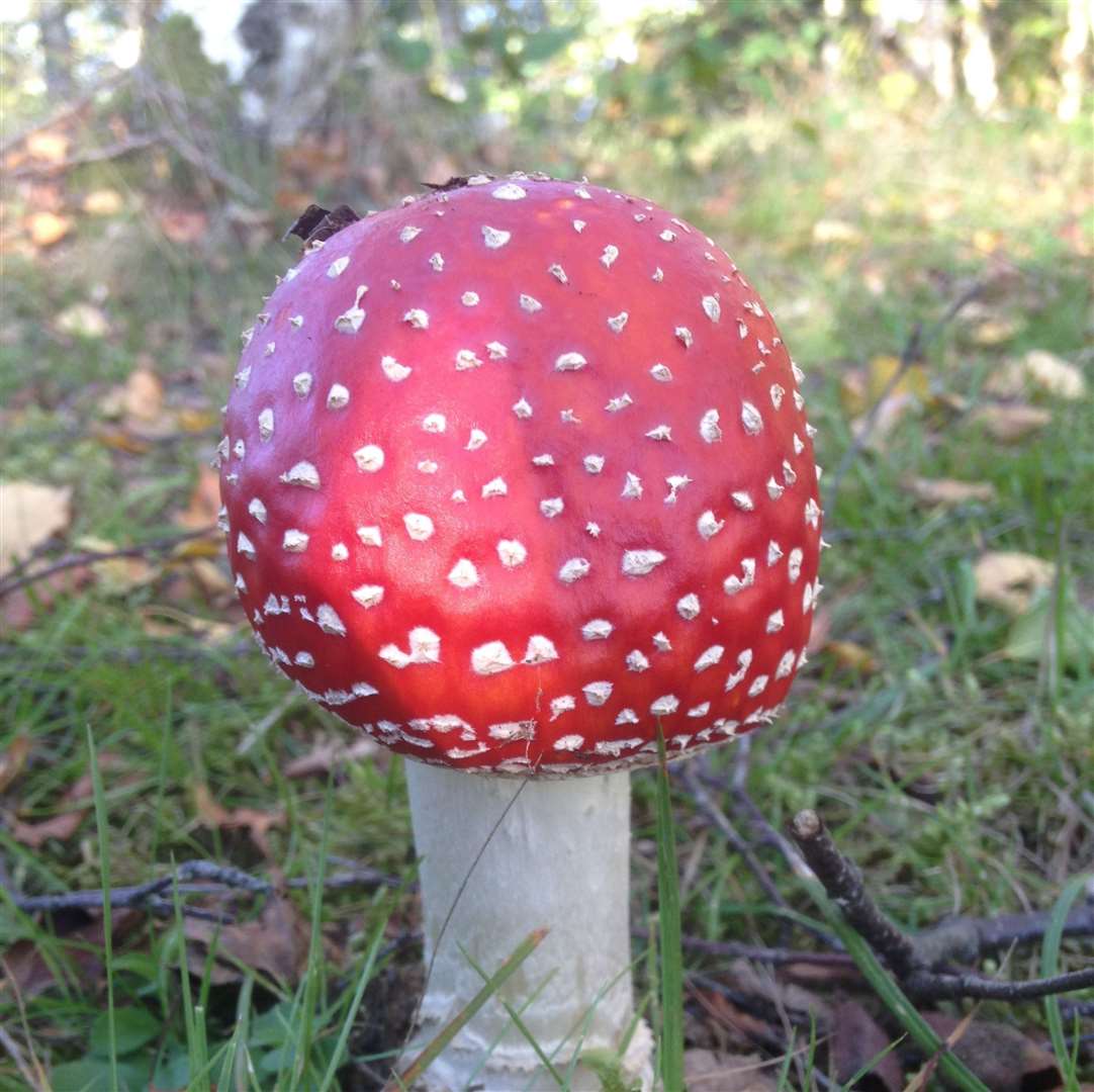 Fly Agaric (52557296)