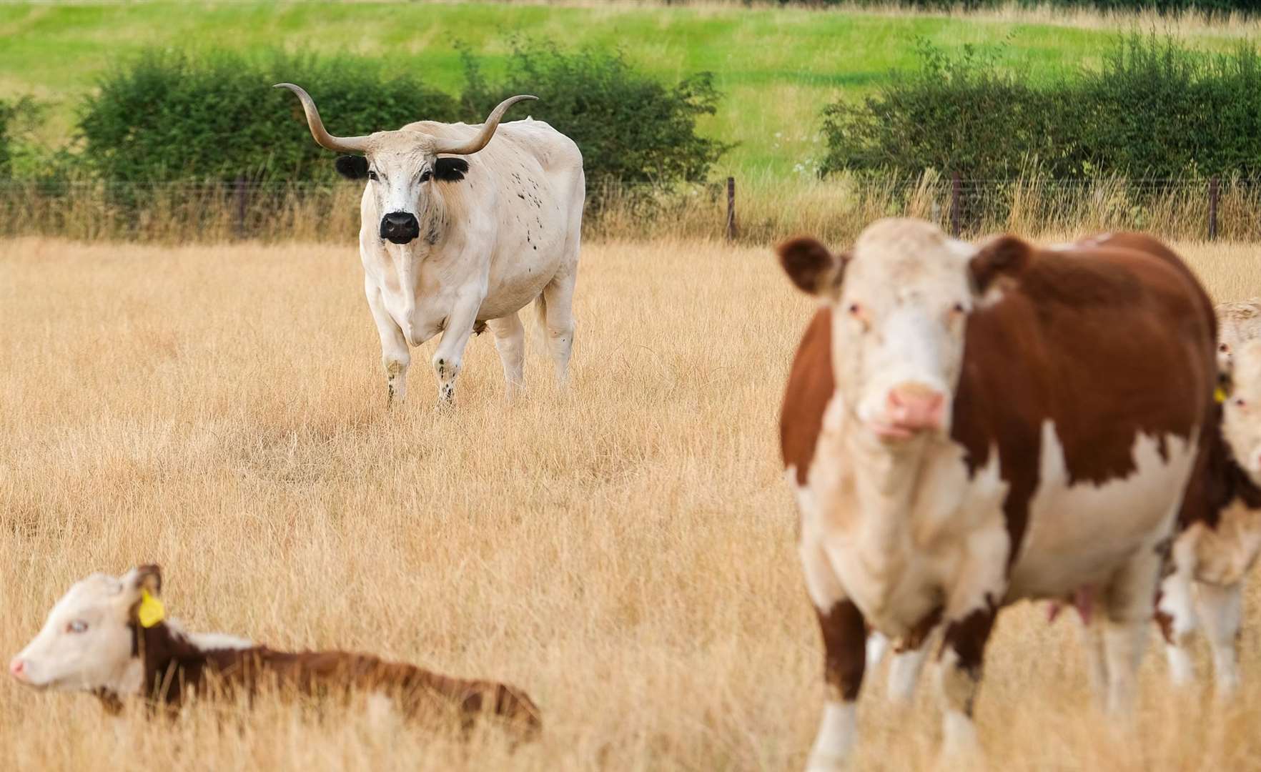Winston with his herd of Herefords
