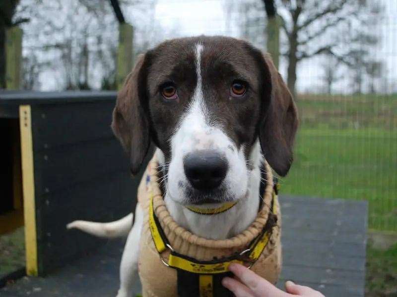 Lottie is looking for a loving home