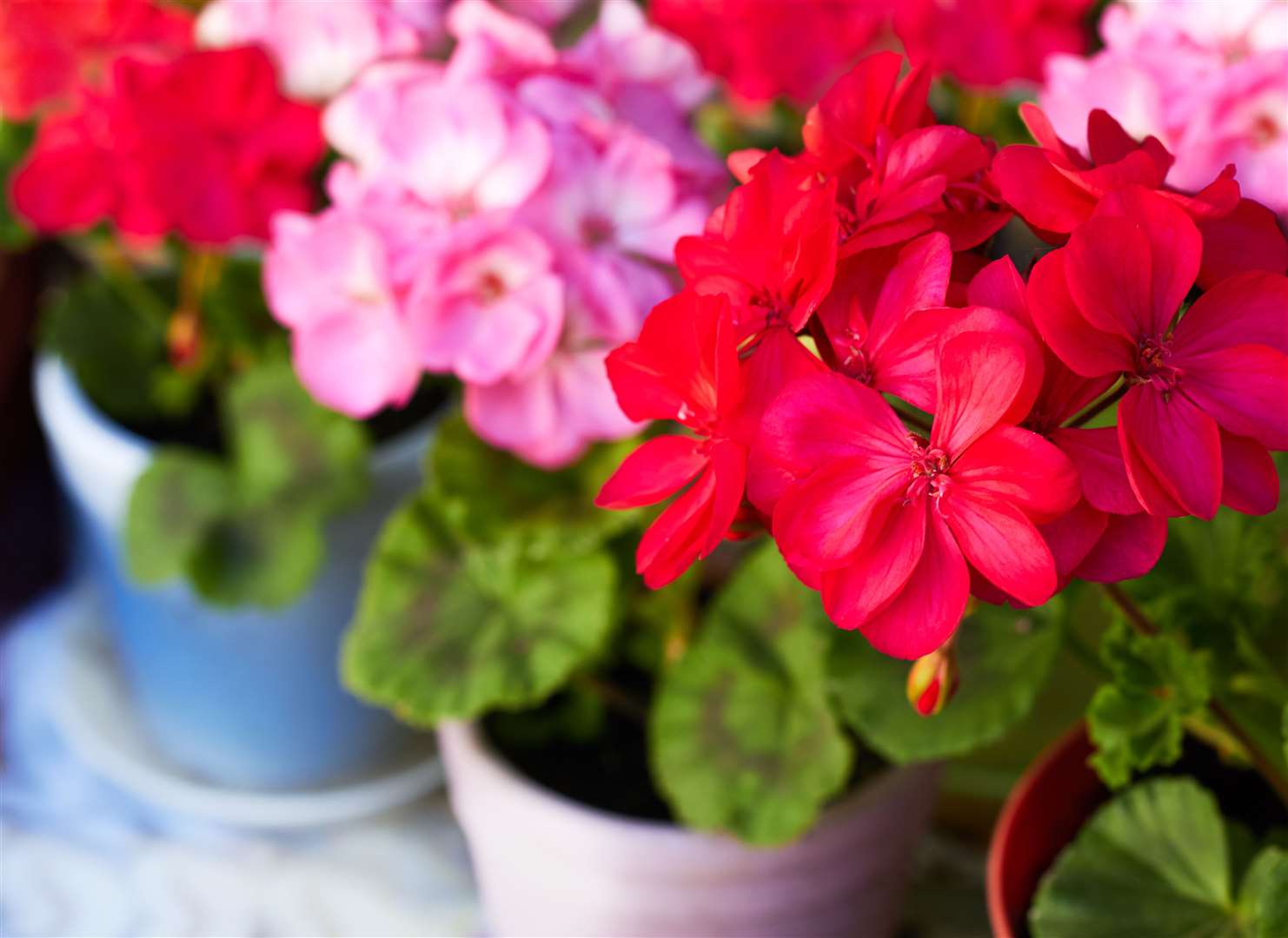 Red and pink geranium flowers in pots