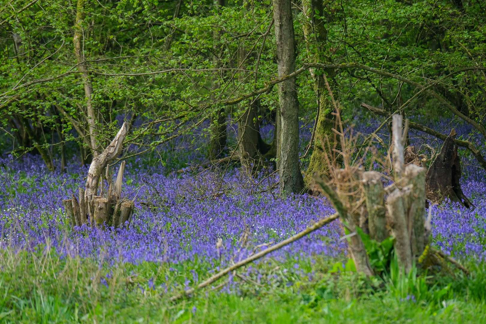 Brightwalton bluebells