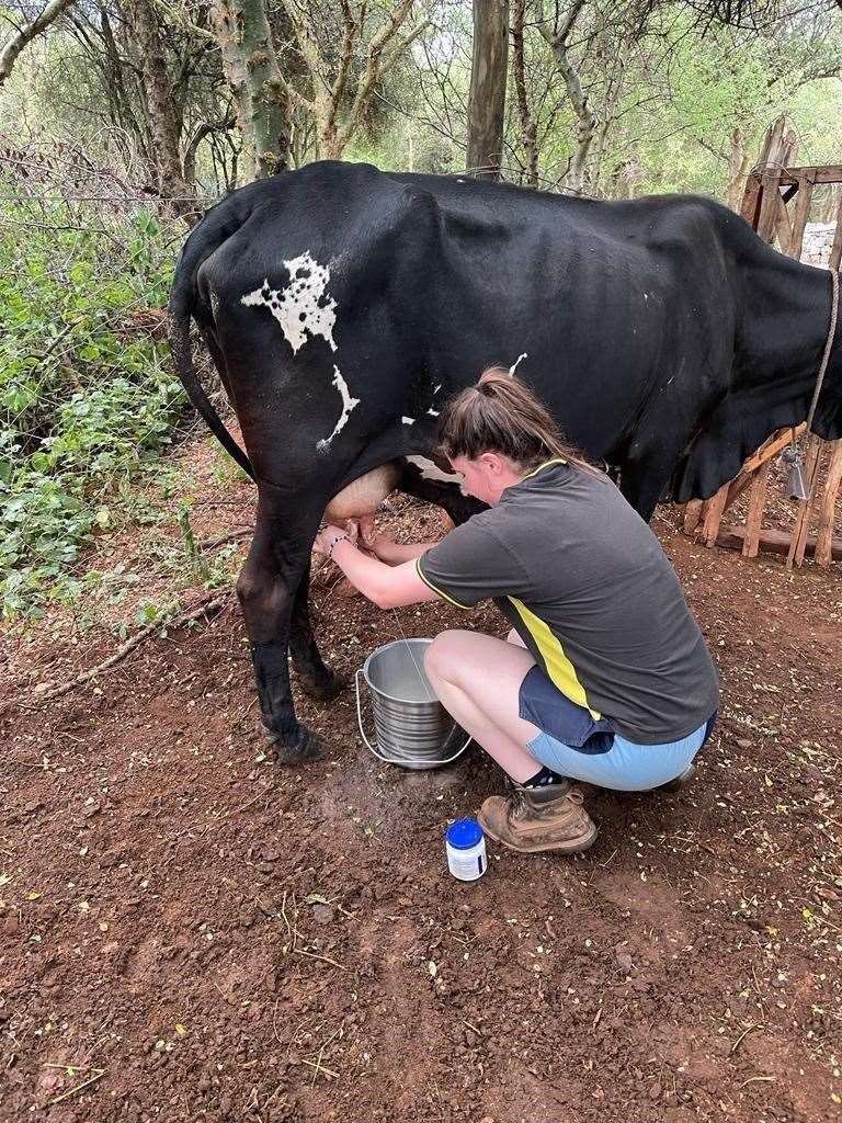 Eleanor milking a cow by hand