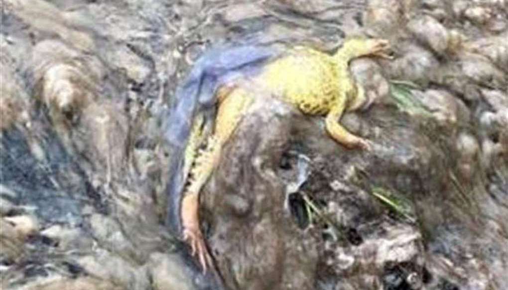 Dead wildlife in the River Lambourn