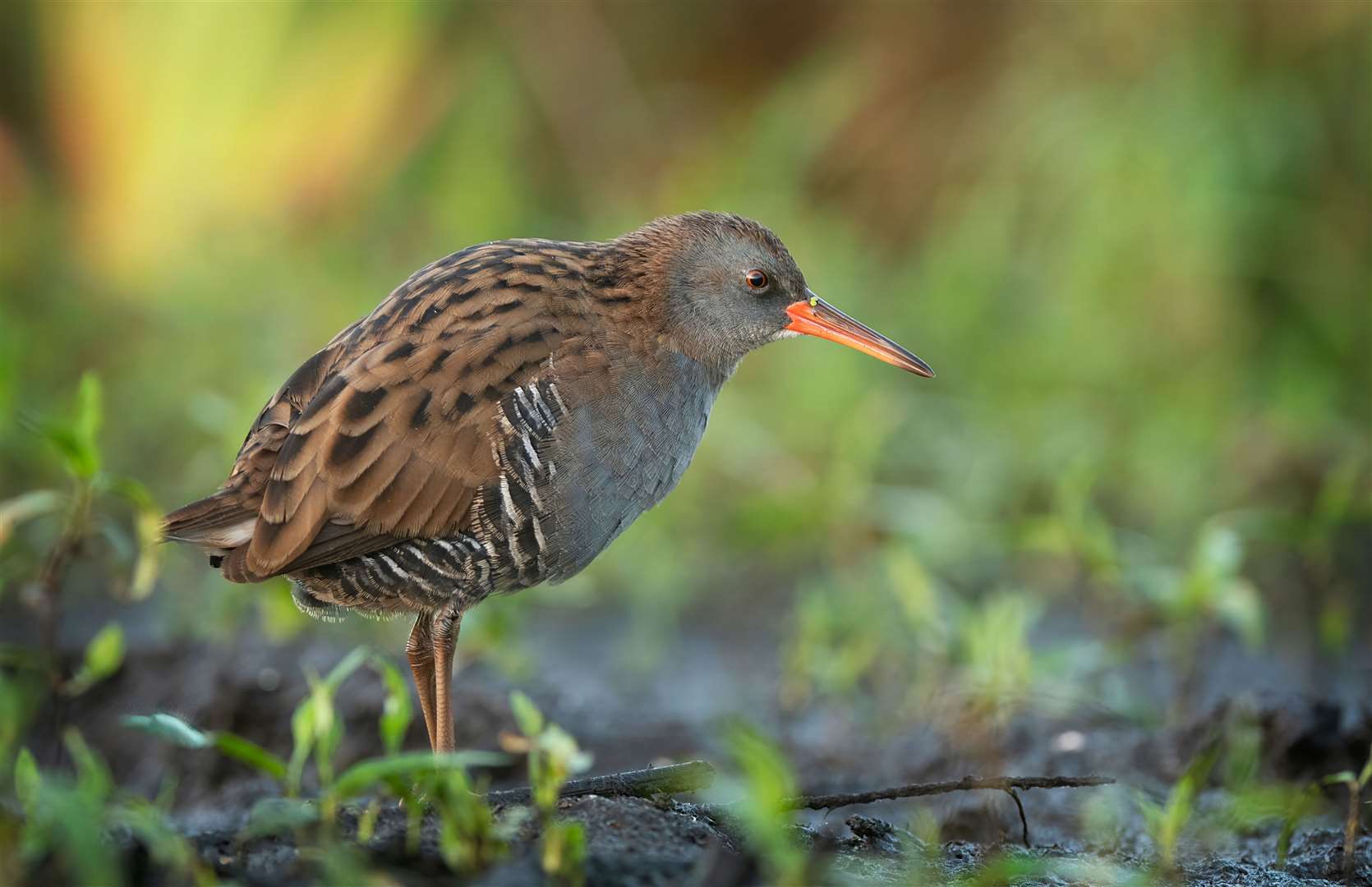 Water Rail bird