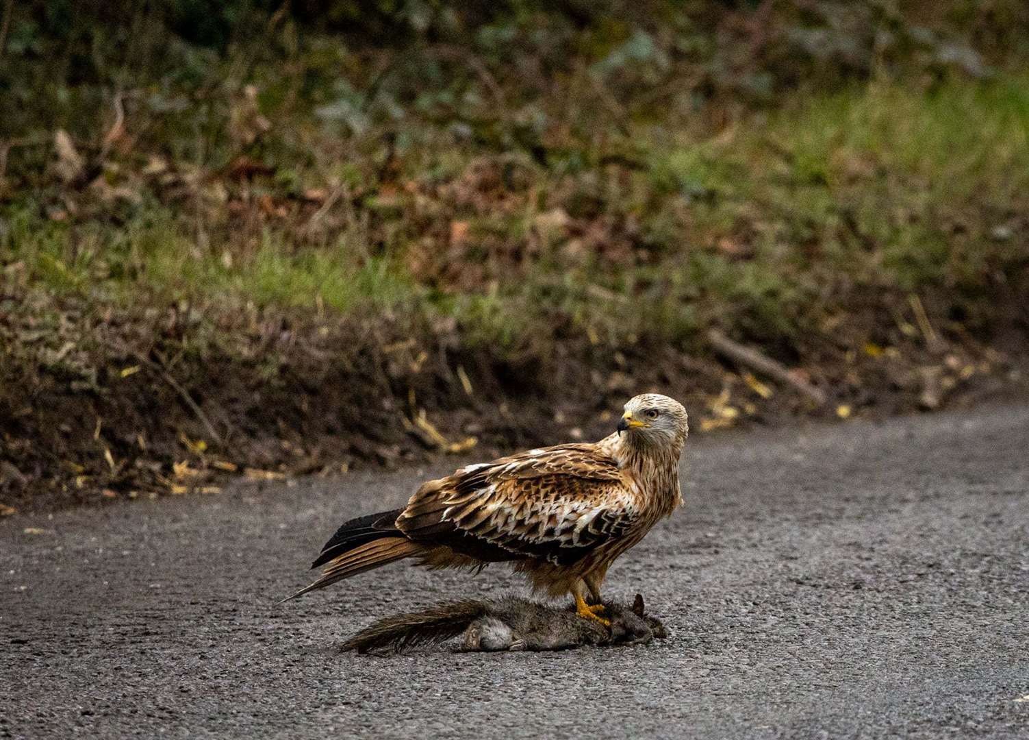 Bev Hiller captured these beautiful photos of this red kite just outside Newbury