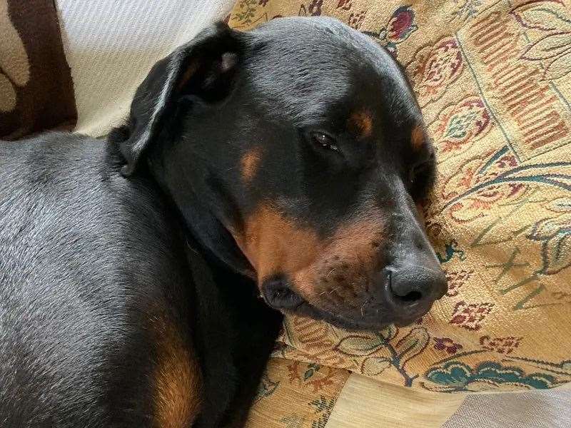 Ronnie loves cuddles