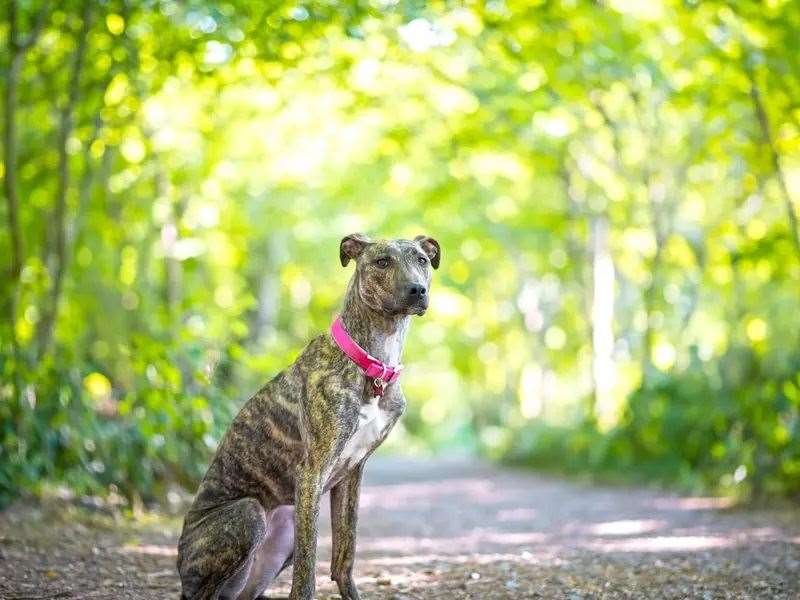 Penny needs a new home