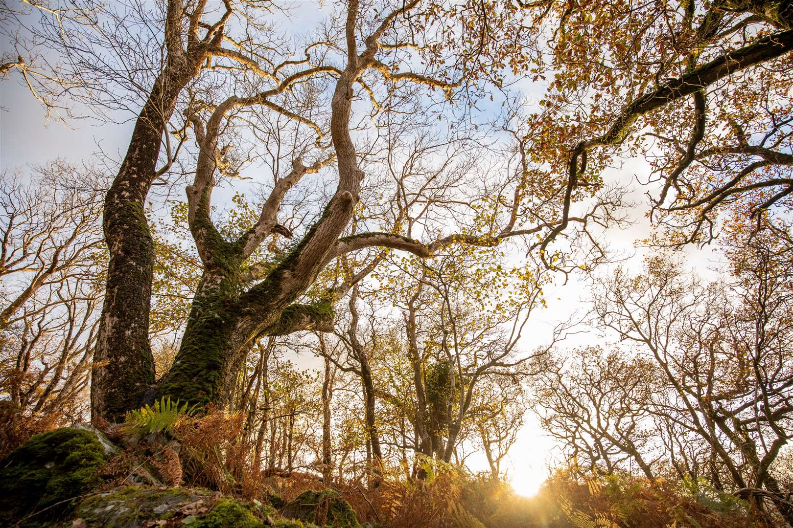 Ash trees at sunset, captured by Ben Porter