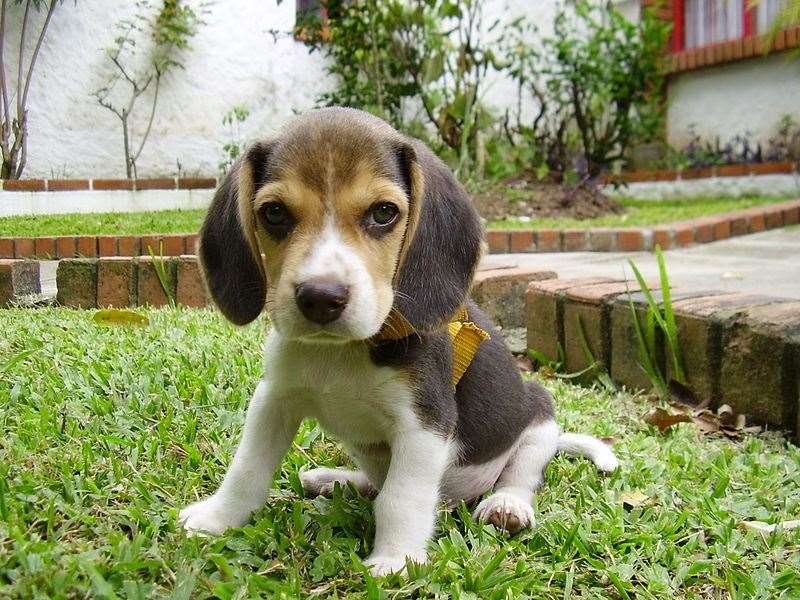 Puppies must be given a valid microchip by the time they're eight weeks old