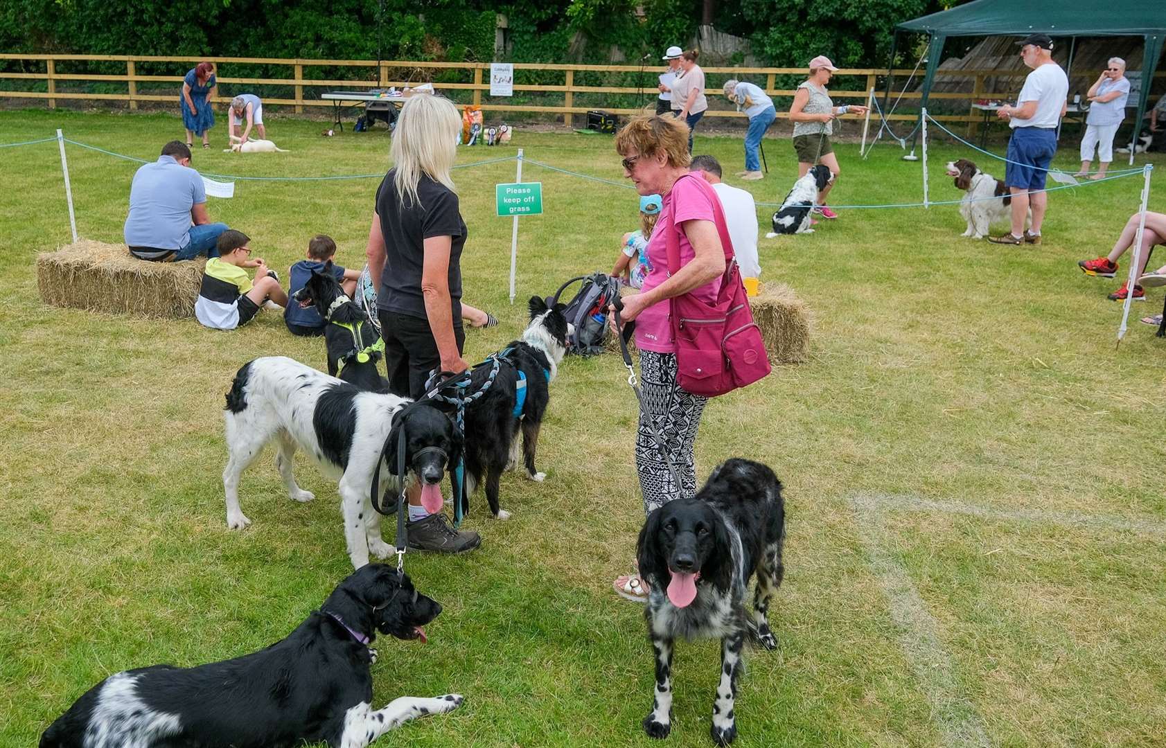The dog show was a success
