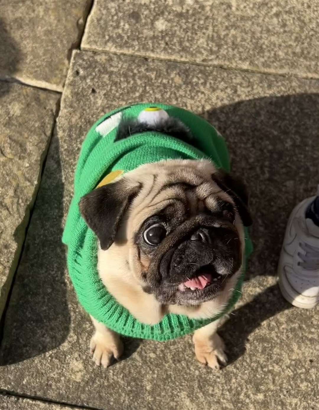 Pug Bella, aged 6, from Sheffield