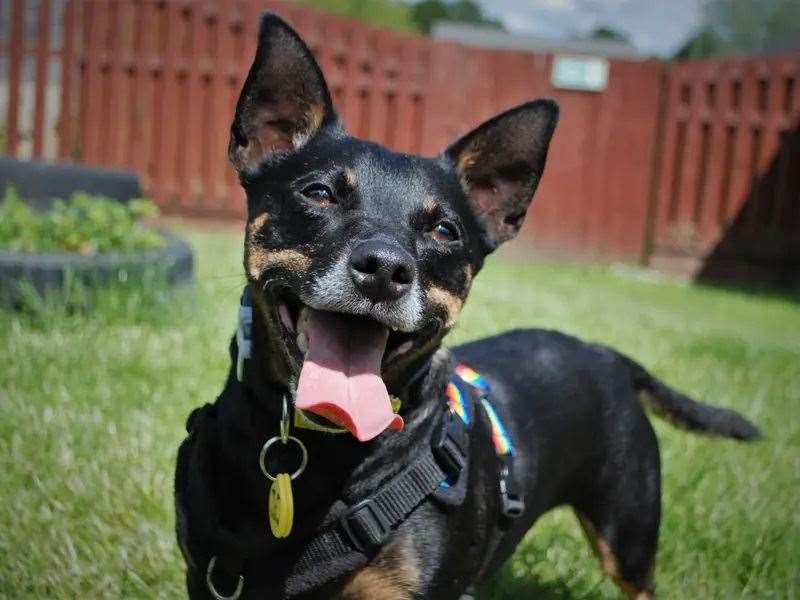 Lee needs a forever home
