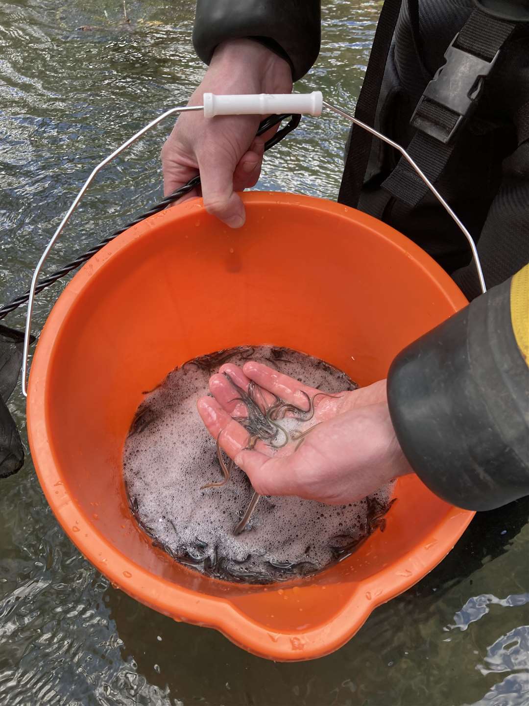 More than 23,000 eels have been transferred into the River Kennet