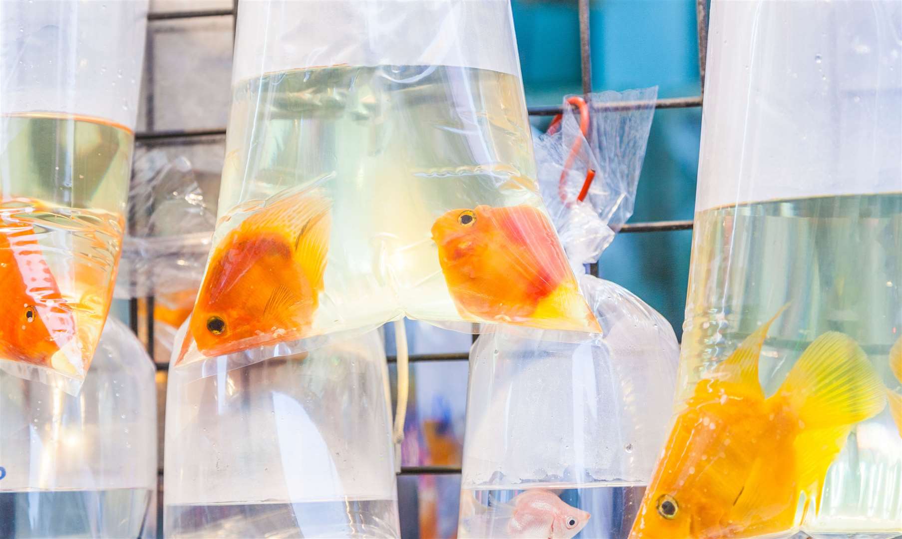 WBC have been debating goldfish welfare. Pic Adobe Stock