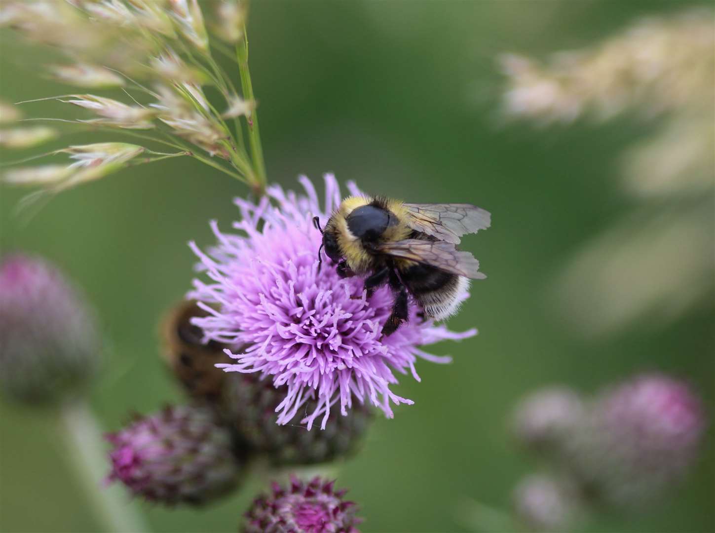 Shrill carder bee (48217932)