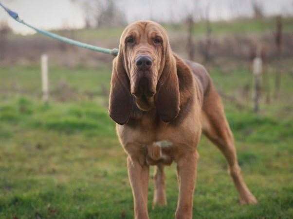 Copper is looking for his forever home
