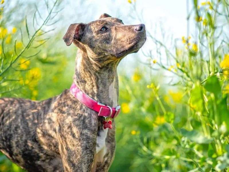 Could you give Penny her forever home?