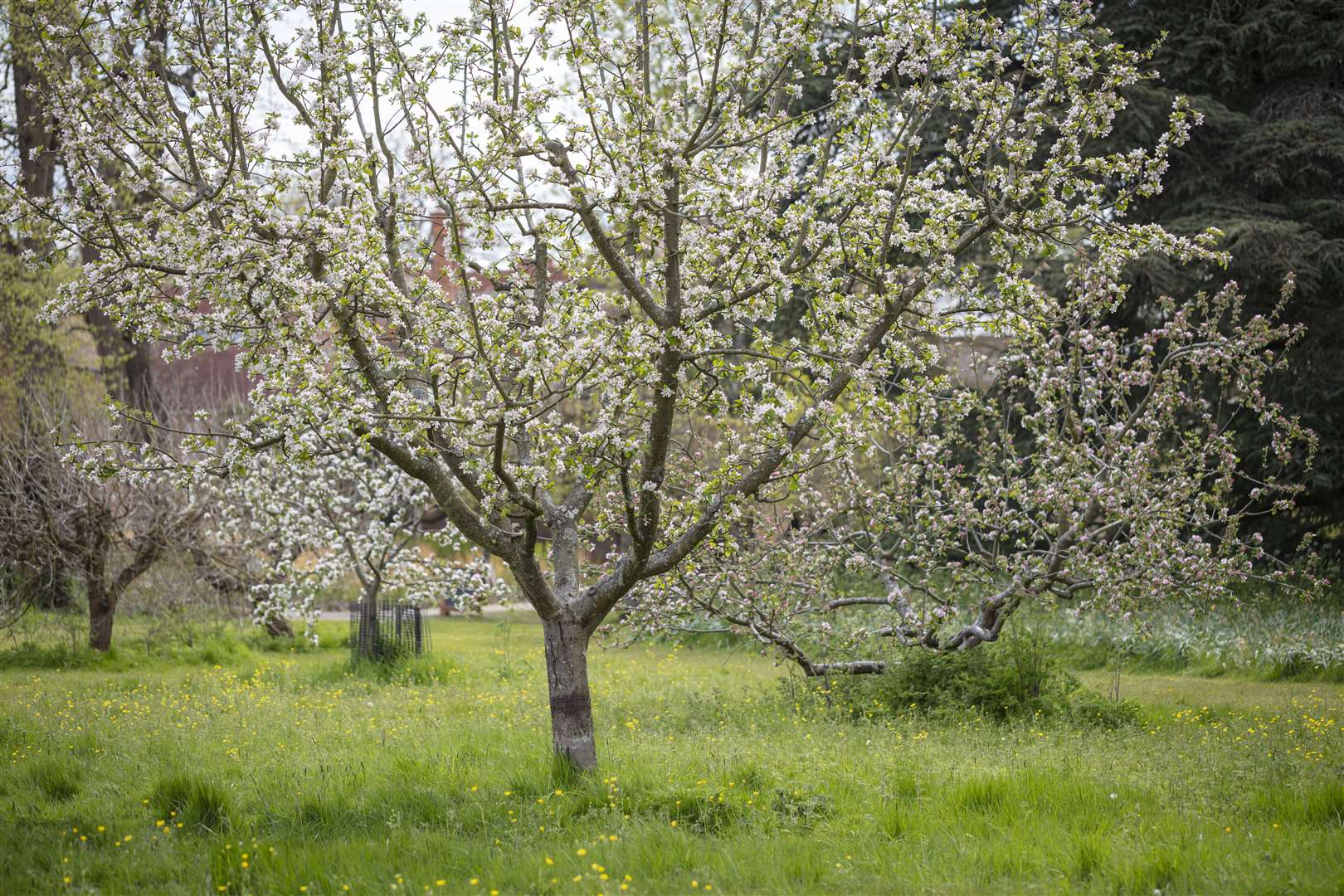 The Orchard in May at the Vyne, Hampshire. Picture credit. James Dobson & National Trust