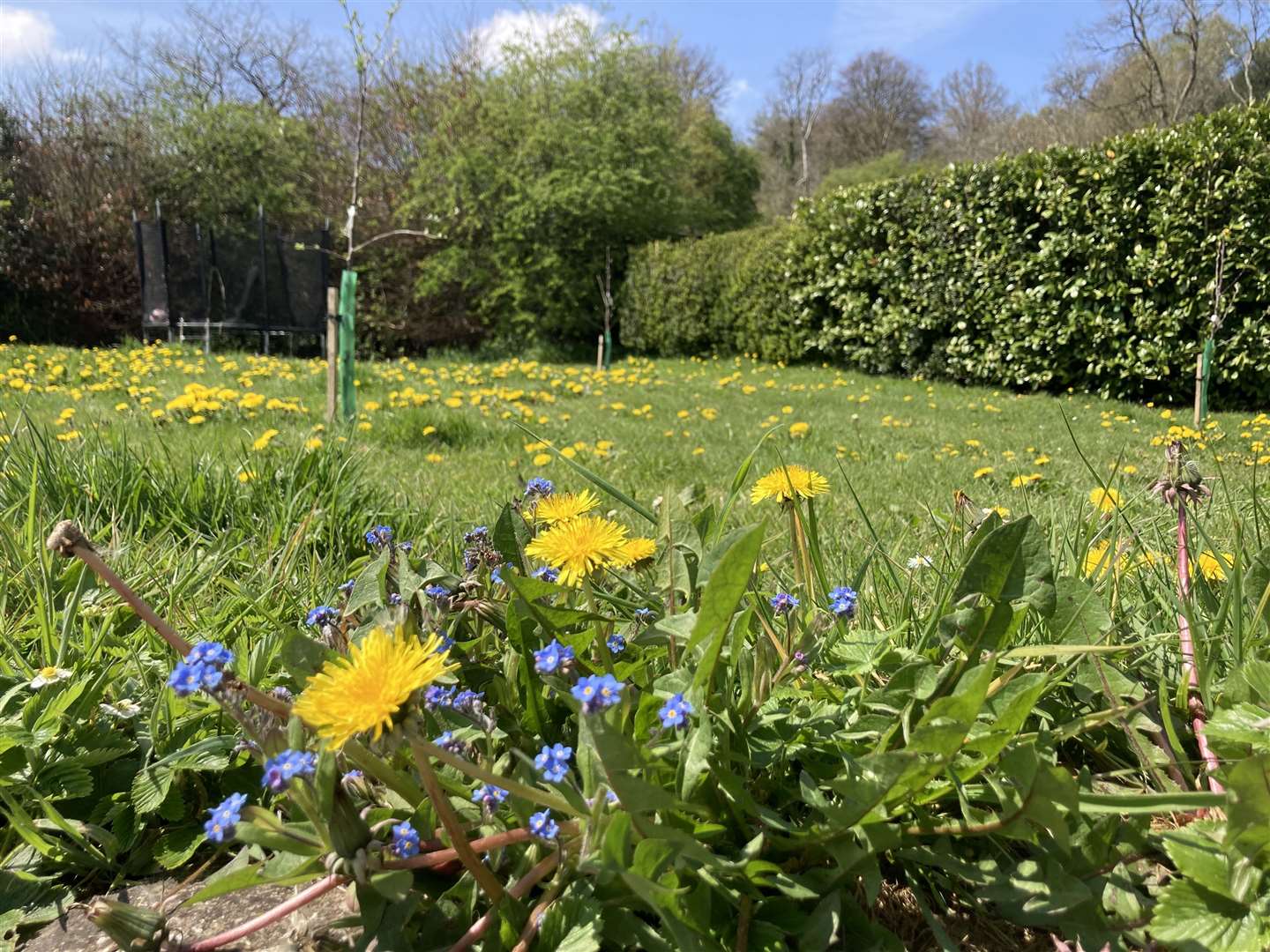 No Mow May Picture: Archie Thomas Plantlife