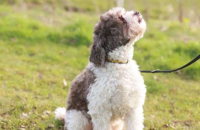 Arthur is looking for his forever home, picture: Dog's Trust
