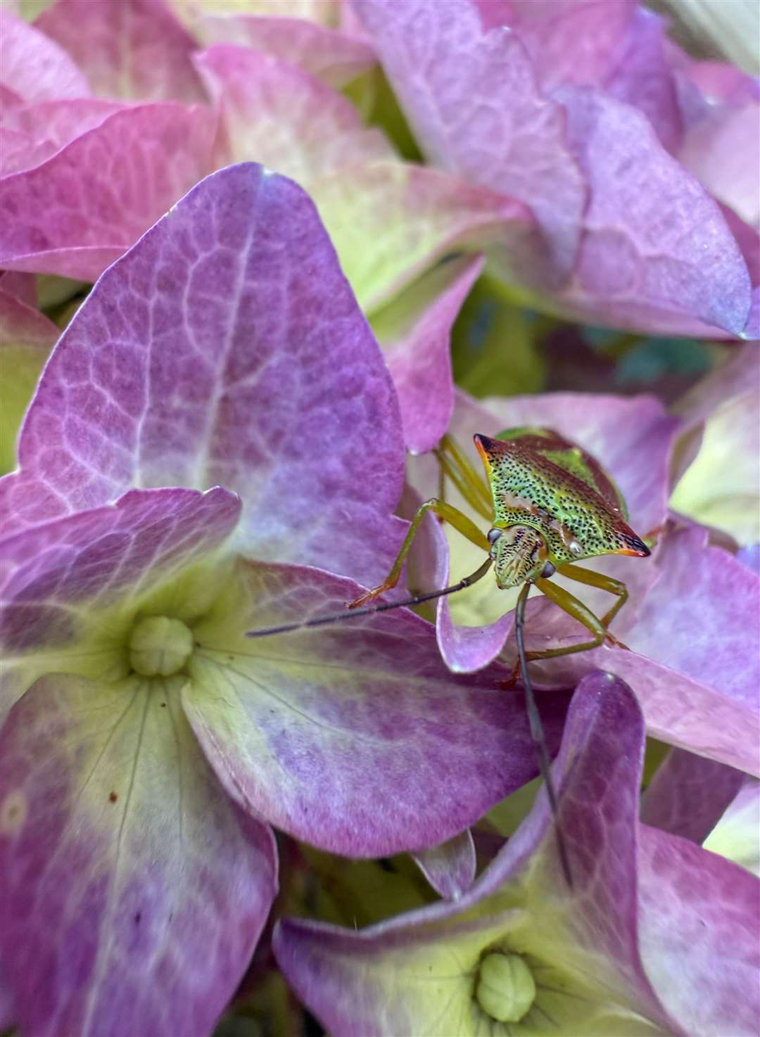 Everly, 'Hawthorne Shield Bug'