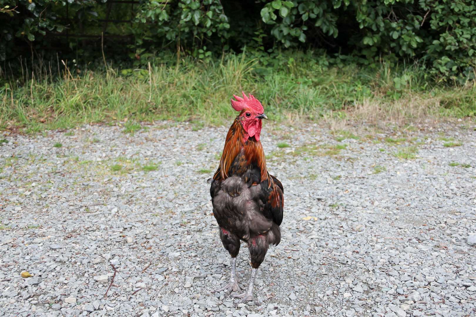 Stock picture of a rooster roaming outdoors. (59394662)