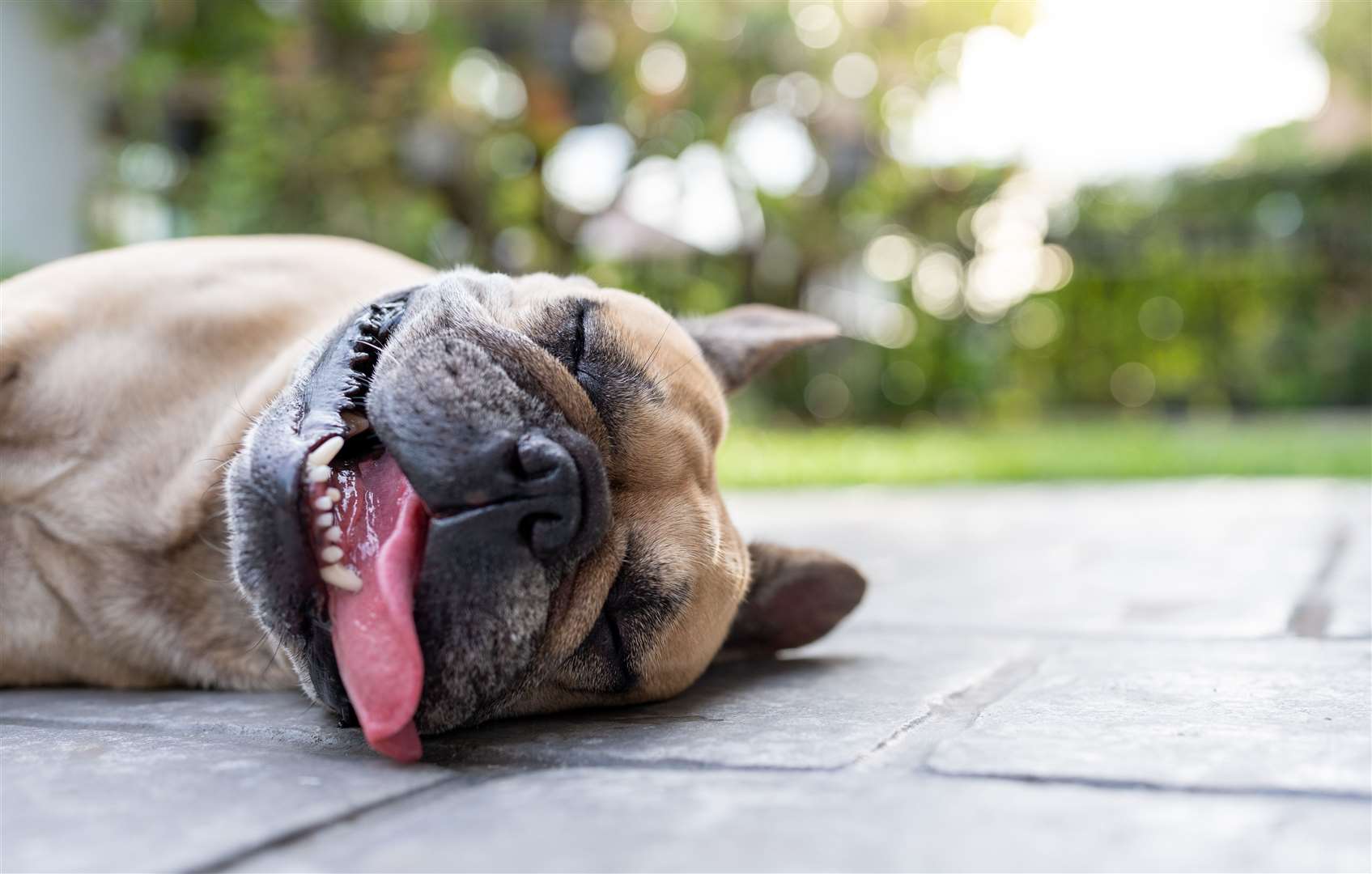 Keep your pets safe in the warmer weather