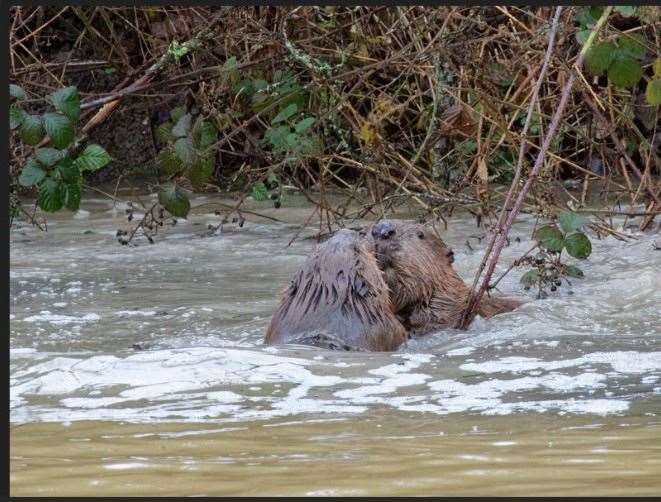 Beavers Chompy and Hazel meeting on the day of their release at Ewhurst Park © Nick Upton