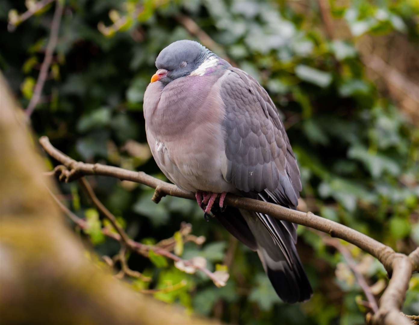 Pigeons continue to be a nuisance on the allotment