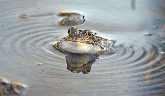 Jake Peck 12 - frog 'Spa Day'
